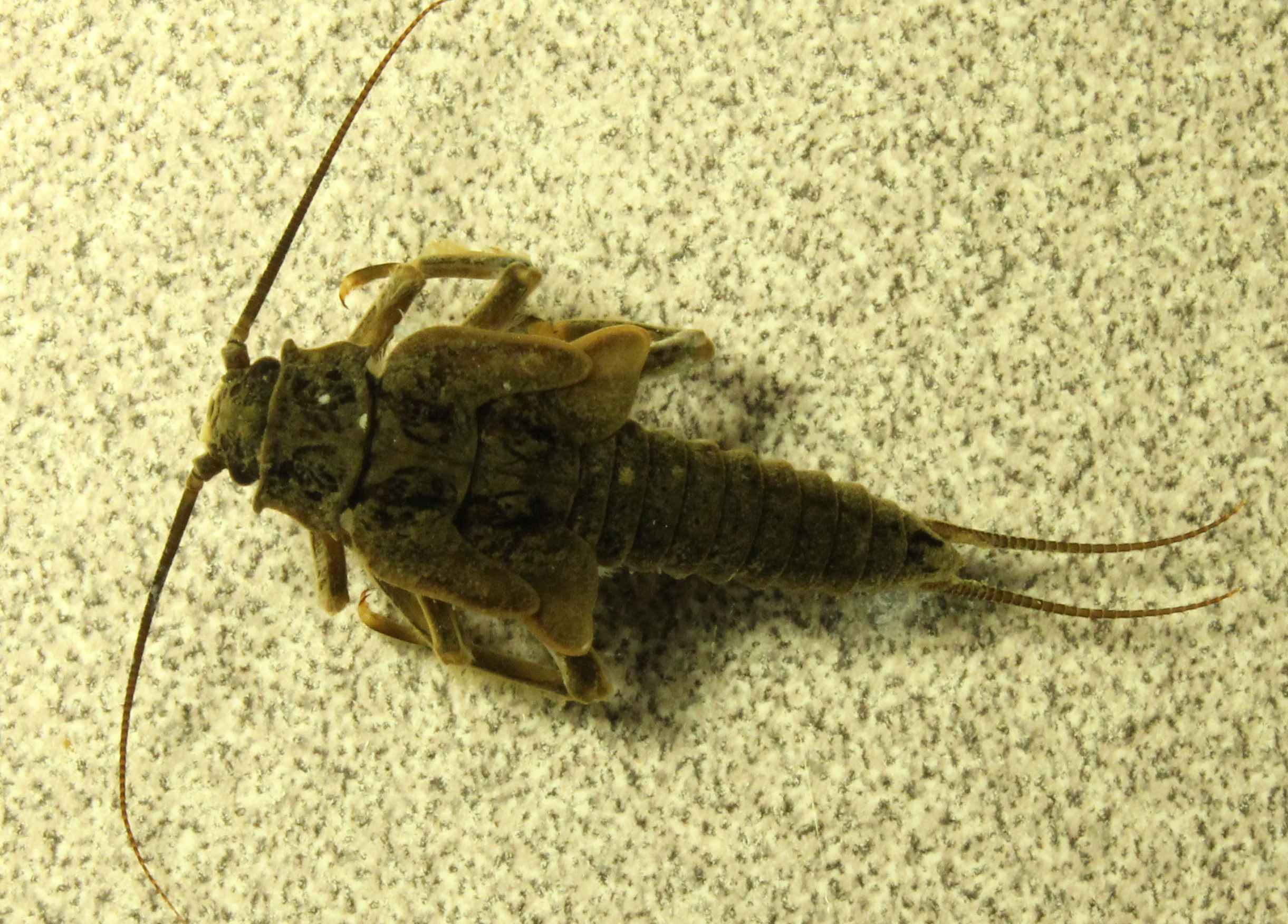 pdorsata2